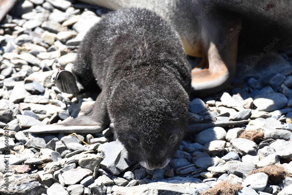 Obraz premium Antarctic fur seal pup at Grytvien, South Georgia Island