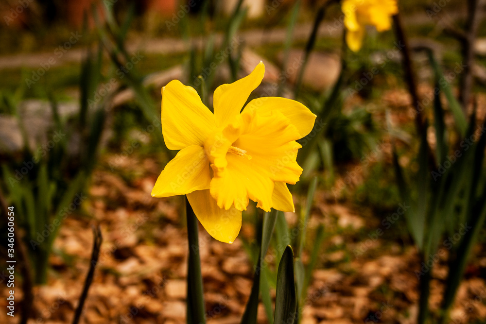 Fototapeta premium Daffodil