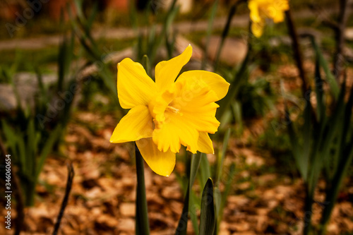 Daffodil