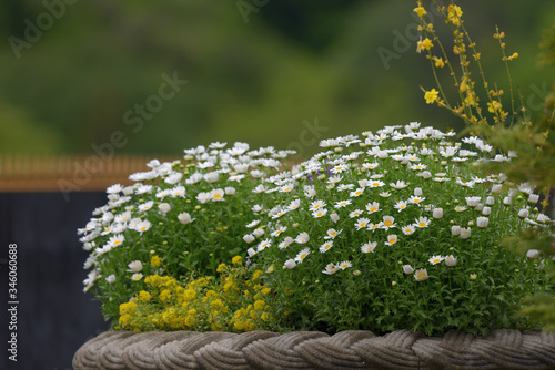 White mini marguerite flower, Chrysanthemum paludosum