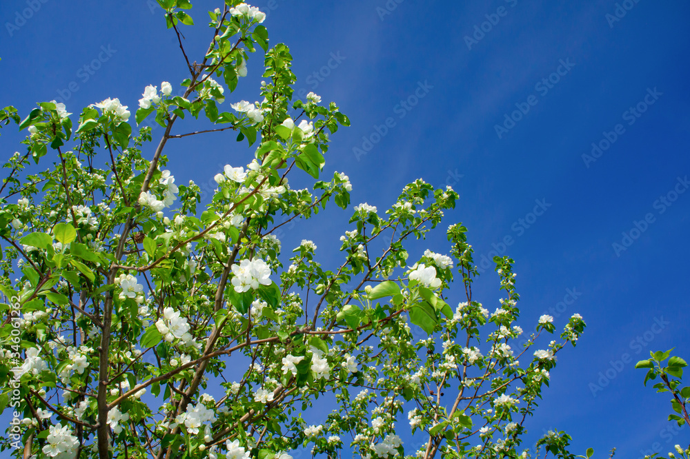 Blooming branches of Apple trees in spring, against the blue sky