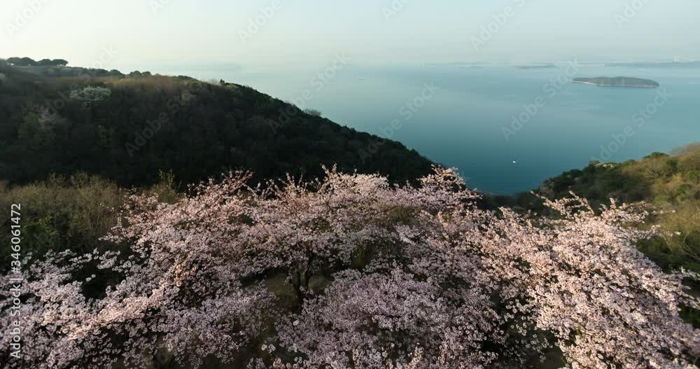 瀬戸内のタイムラプス映像、桜と海 / Time Lapse: Sakura and Ocean in Setouchi JPN