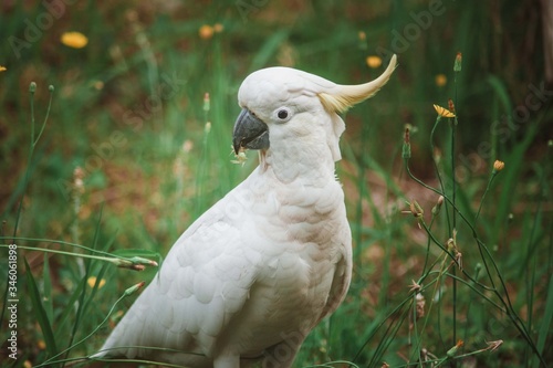 Cockatoo 