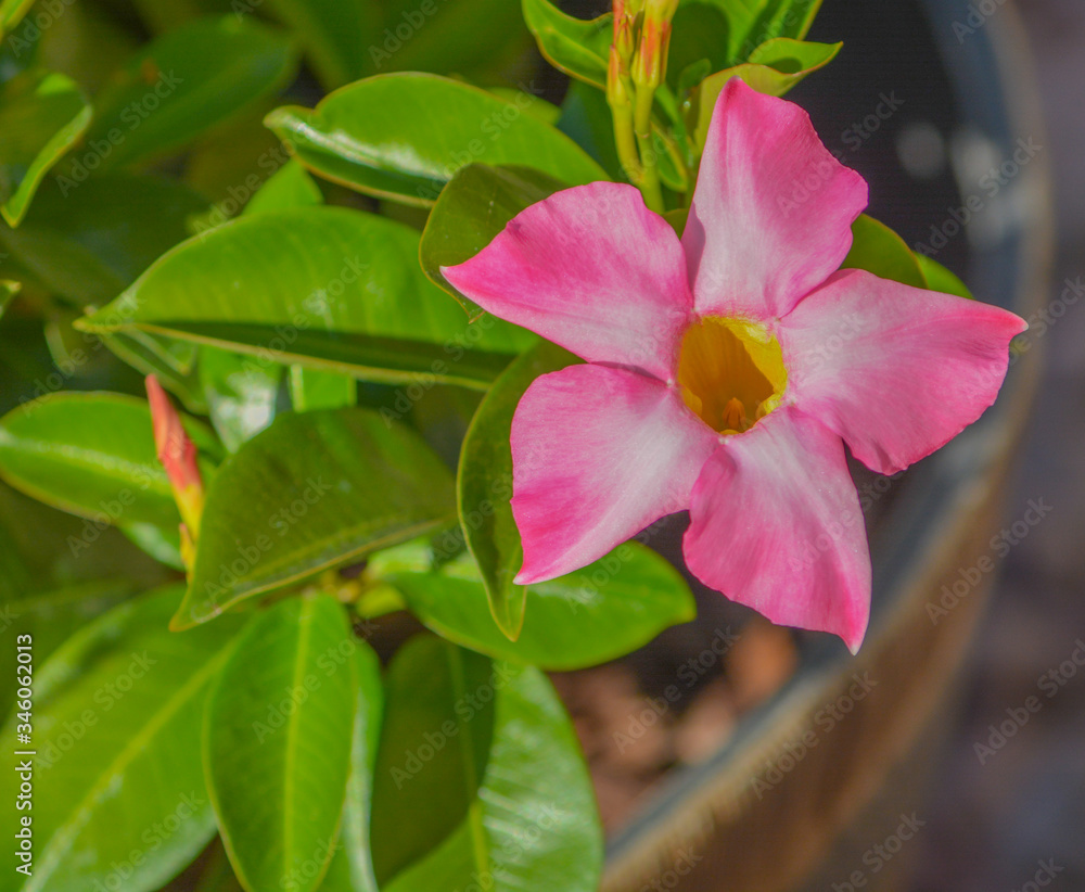 Dipladenia, Mandevilla Sanderi, is a annual shrub. With showy pink, red, raspberry splash blooms in Glendale, Maricopa County, Arizona USA Dipladenia, Mandevilla Sanderi, is a annual shrub. With showy pink, red, raspberry splash blooms in Glendale, Maricopa County, Arizona USA
