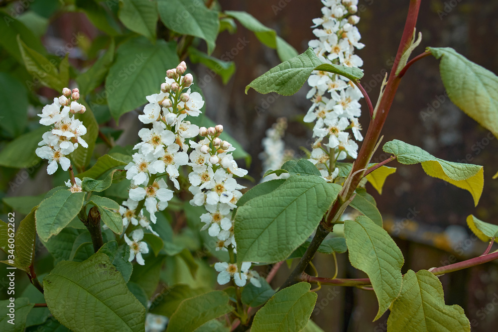 Bird-cherry tree.Of wonderful fluffy blooming white bird-cherry branche. Bird-cherry tree.Of wonderful fluffy blooming white bird-cherry branche.