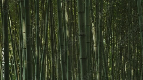 Tranquil bamboo forest tracking shot.
