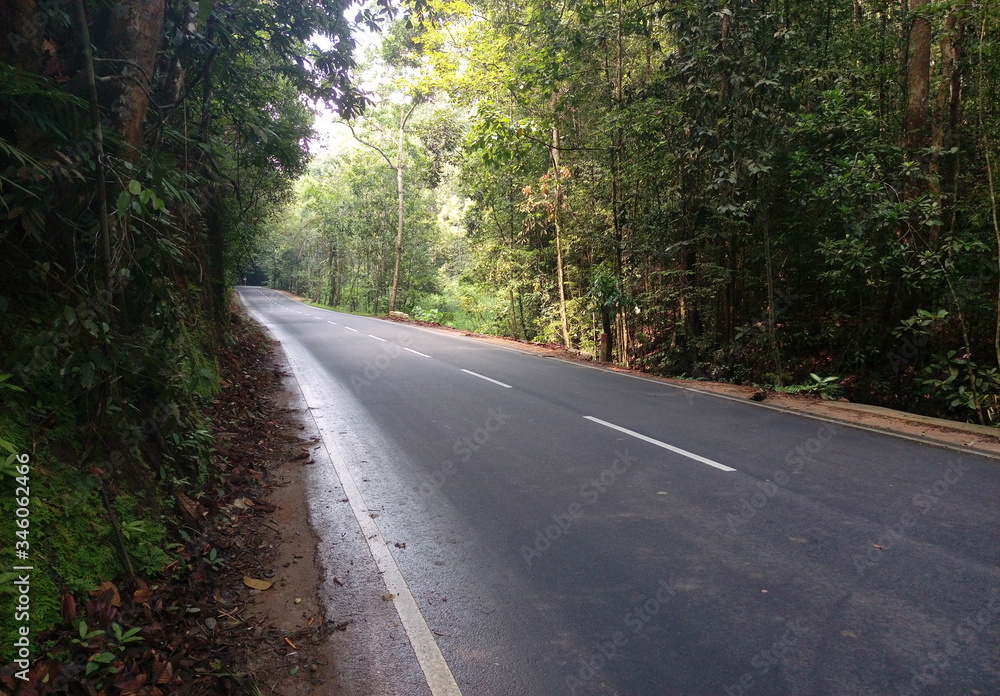road in the forest road in the forest