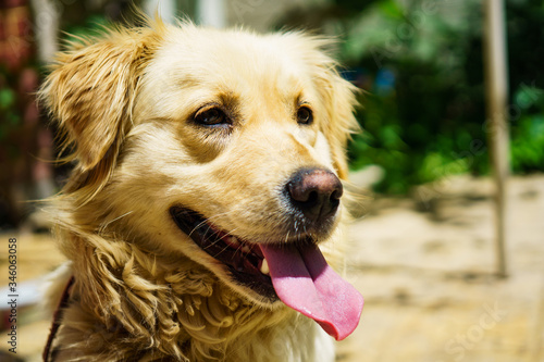 Fototapeta Naklejka Na Ścianę i Meble -  Close-up photo golden retriever dog in the garden