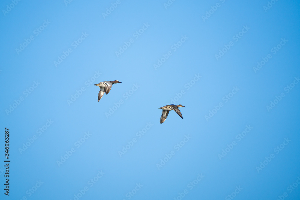 A pair of garganey ducks flying in front of a blue sky