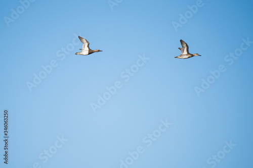 A pair of garganey ducks flying in front of a blue sky © Thorsten Spoerlein