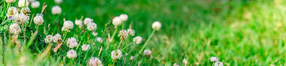 white clover flowers and wild grass in spring. Panoramic view of white clover flowers on green color bokeh background white clover flowers and wild grass in spring. Panoramic view of white clover flowers on green color bokeh background