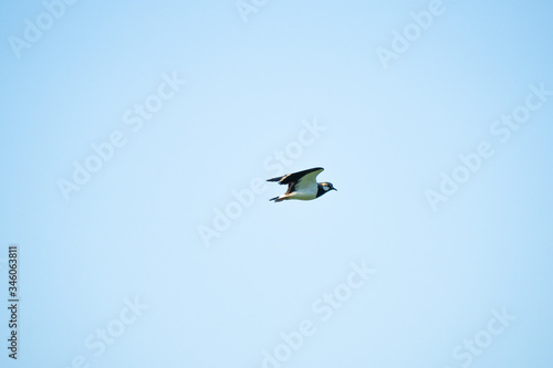 Northern lapwing flying in front of a blue sky