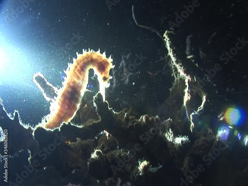 sea horse in sea underwater seahorse ocean scenery contra light with corals 