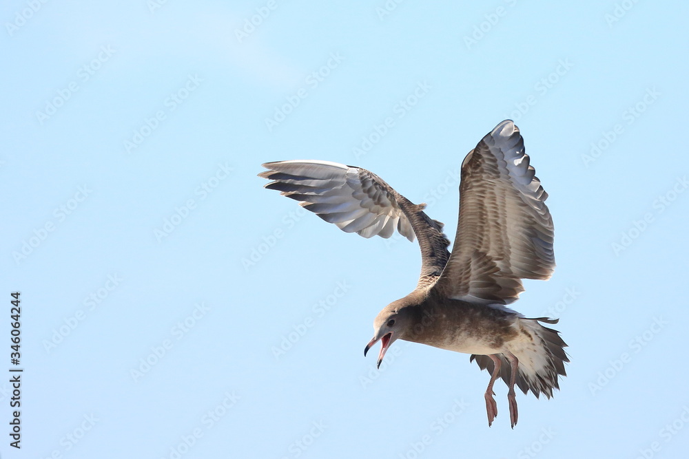 Obraz premium とんびの舞い