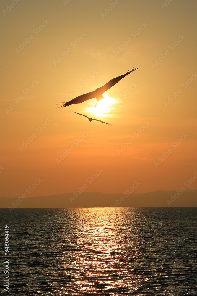 夕陽の中をとぶとんび（Two kite birds are flying in sunset)
