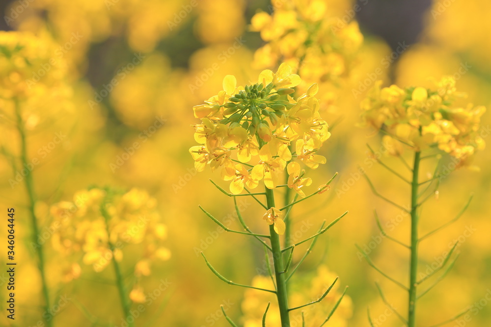 春の菜の花（Yellow canola flower in spring)