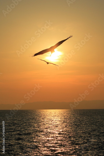                                  Two kite birds are flying in sunset 
