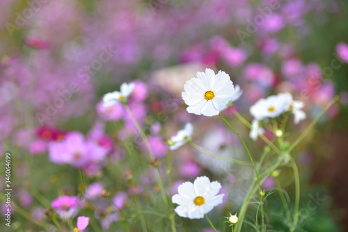 Beautiful cosmos flowers blooming in garden.