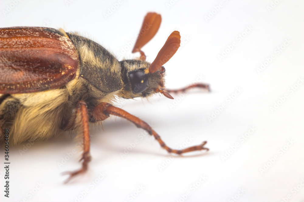 insect cockchafer on a white background. Insects and Zoology insect cockchafer on a white background. Insects and Zoology