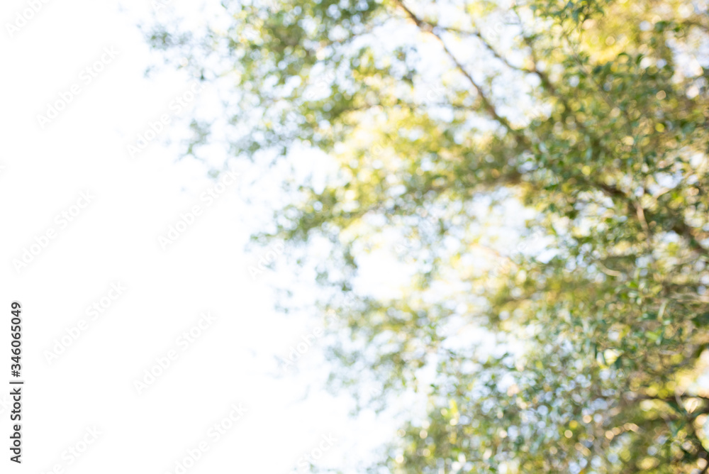 Natural green yellow blurred background. Bokeh caused by blurred lens on oak tree. bubble lights background. Defocused bokeh lights Natural green yellow blurred background. Bokeh caused by blurred lens on oak tree. bubble lights background. Defocused bokeh lights