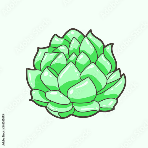 vector illustration of succulent