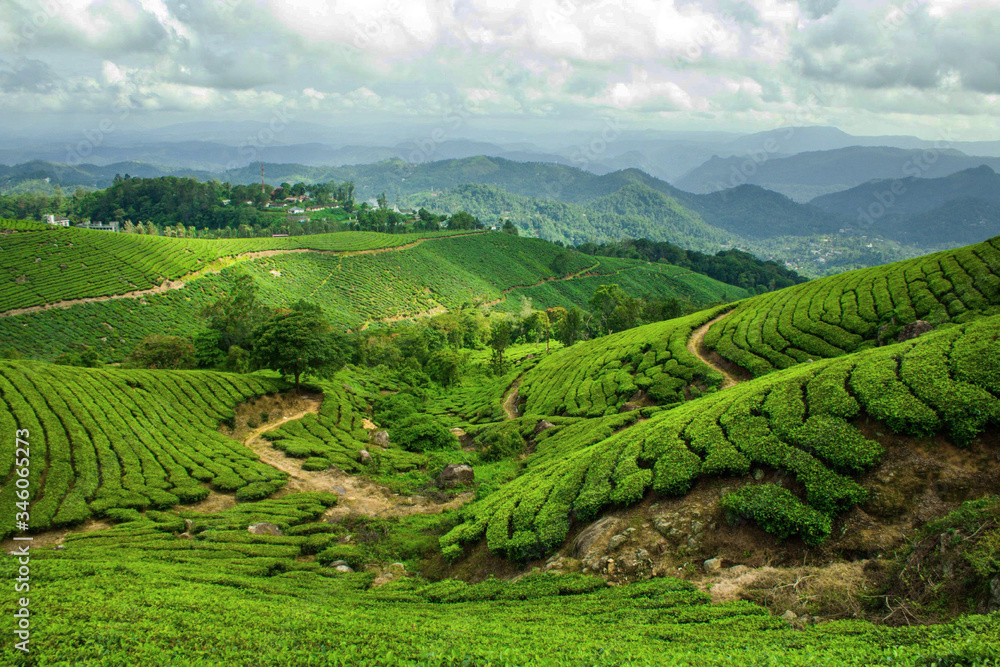 green tea plantation in Munnar