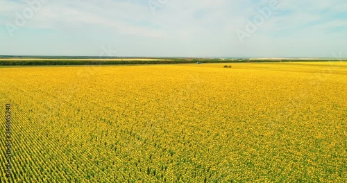 Aerial view of the sunflower field sunny day. Flight over the sunflower field
