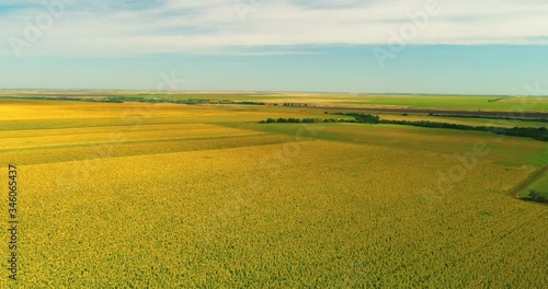 Aerial view of the sunflower field sunny day. Flight over the sunflower field
