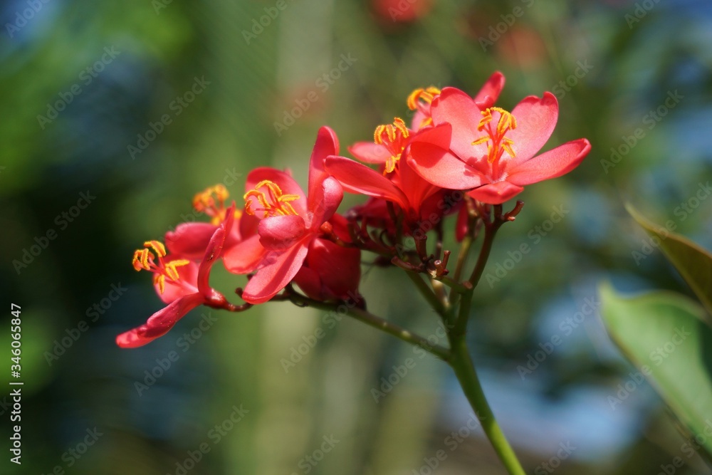 Jatropha integerrima flower in nature garden