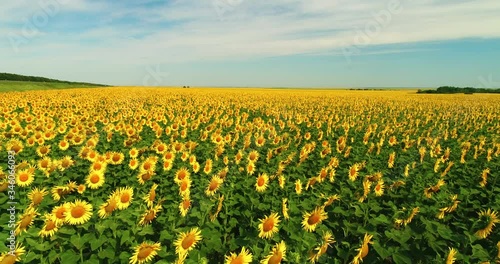 Drone moving across yellow field of sunflowers. Rows of sunflowers. Agricultural industry