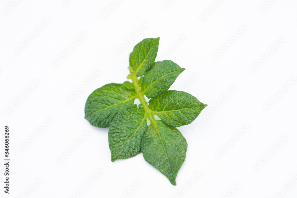 Potato leaves isolated on a white background. Potato leaves isolated on a white background.