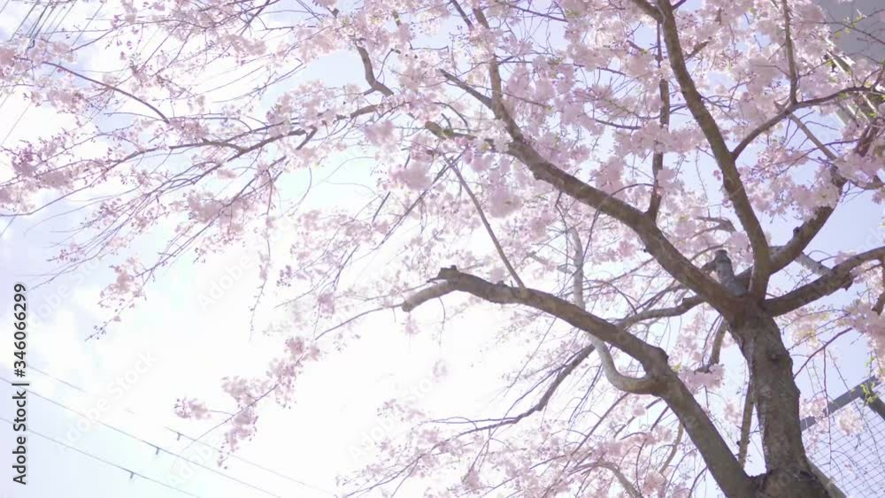 満開の桜 満開の桜