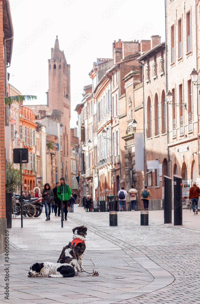 Two dogs are waiting for their owner on a city street