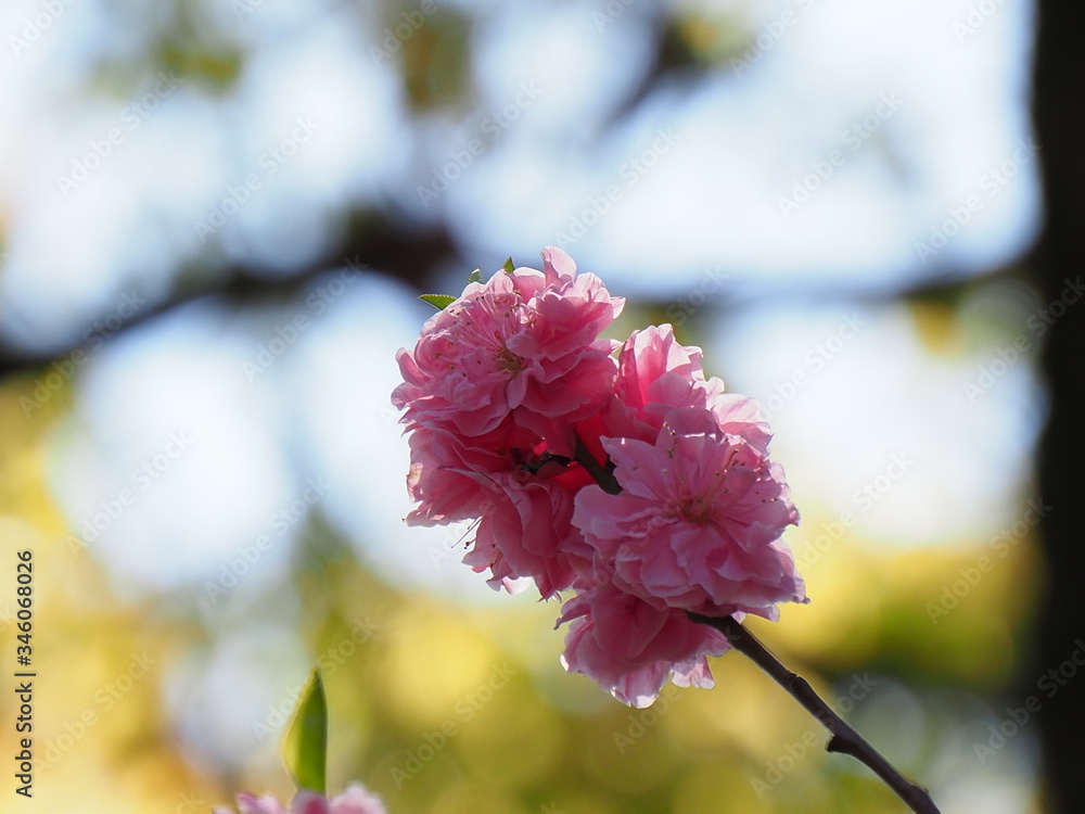 Fototapeta premium 花桃