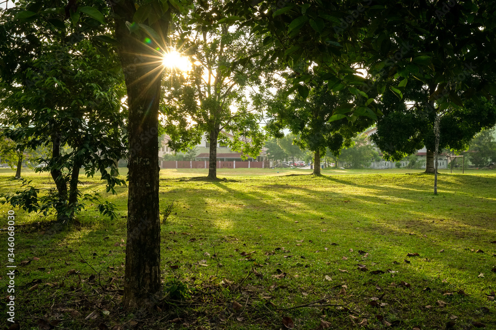 Obraz premium Beautiful green park with trees. Sun rays and flares.