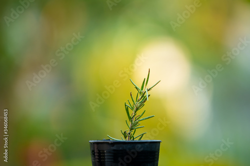 Little aromatic rosemary in a growth pot on green nature background. 