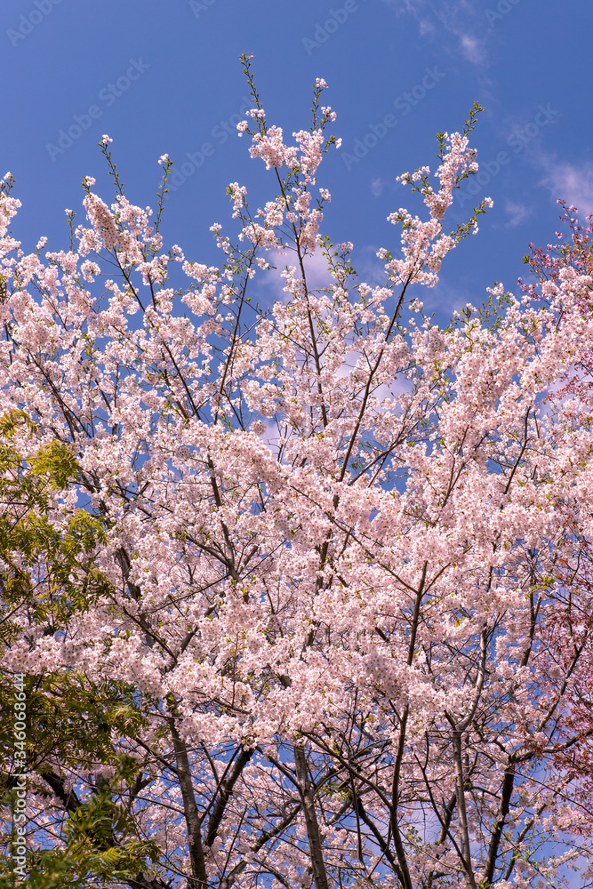 北海道 札幌市の美しい満開の桜 北海道 札幌市の美しい満開の桜