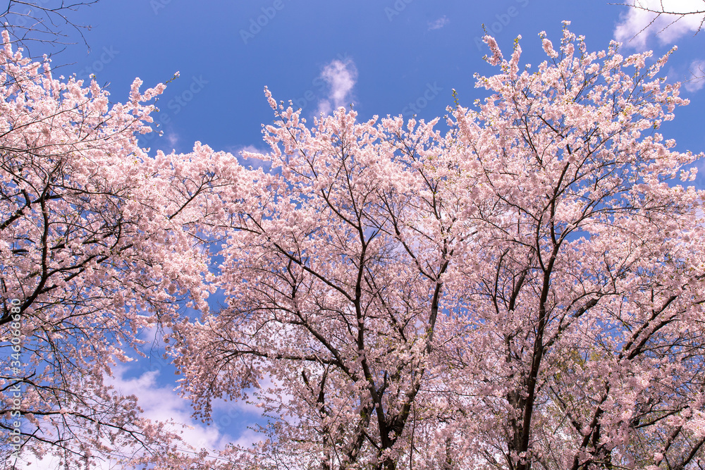 北海道　札幌市の美しい満開の桜