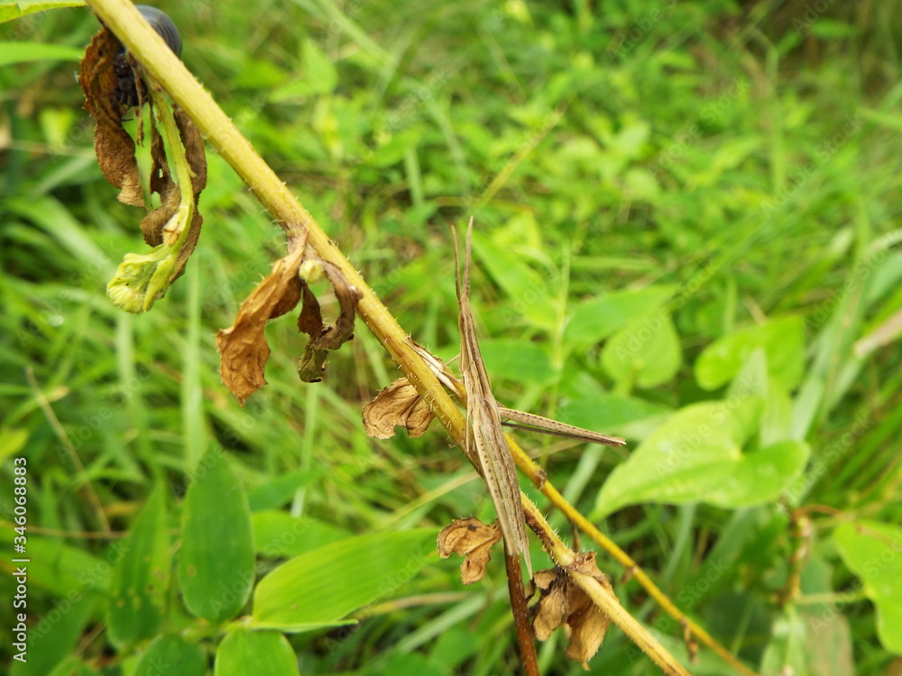 ショウリョウバッタ grasshopper
