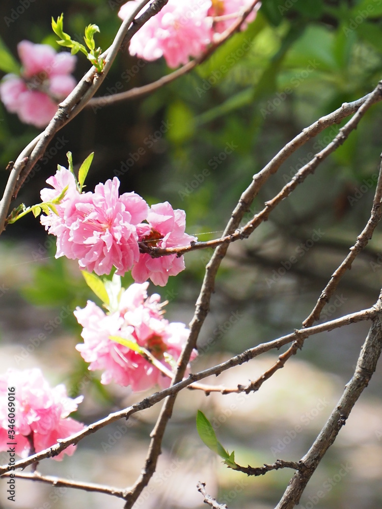 花桃