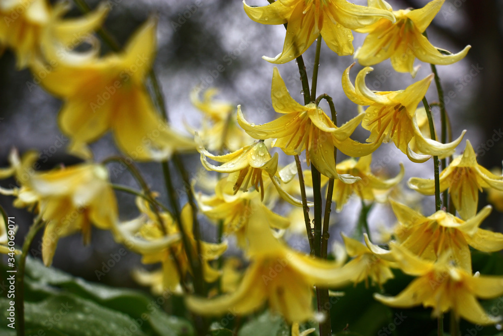Fototapeta premium Yellow bright flowers of a erythronium on a water color background of the sky and plants.