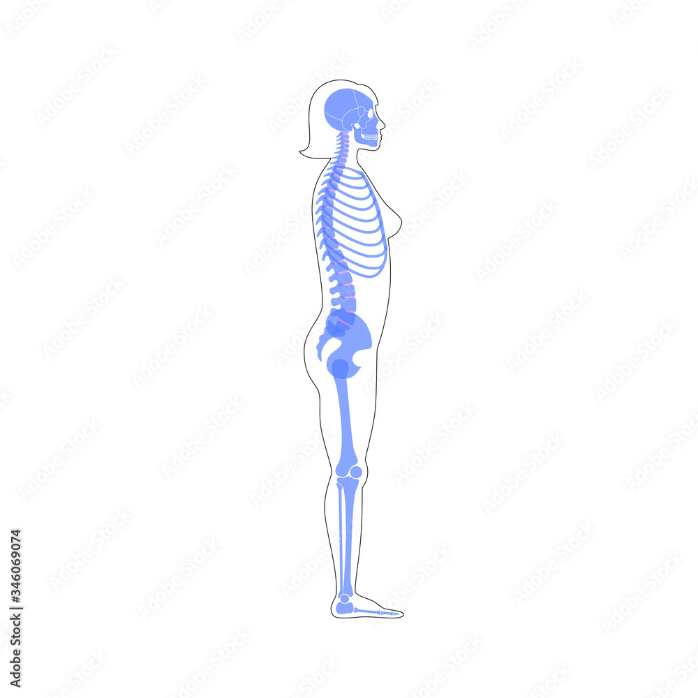 Woman skeleton anatomy