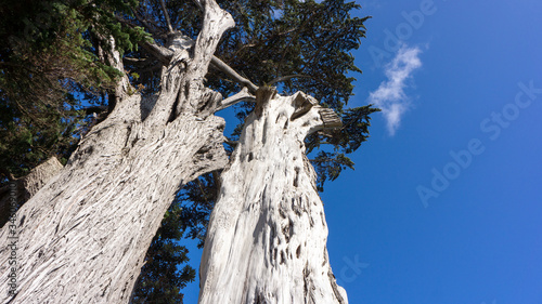 tree and sky