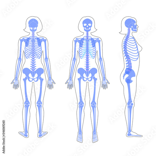 Woman skeleton anatomy