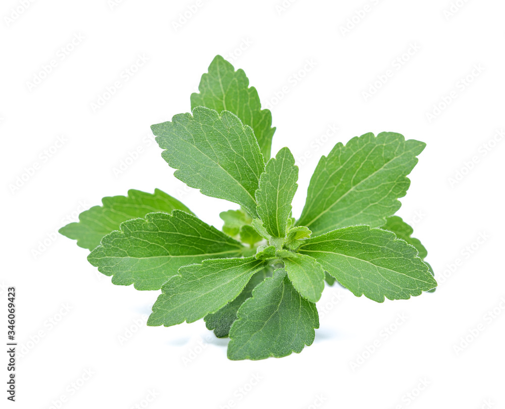 Stevia rebaudiana plant isolated on white background Stevia rebaudiana plant isolated on white background
