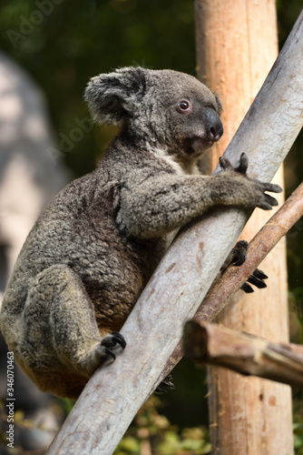Fototapeta Naklejka Na Ścianę i Meble -  Koalas that live only in Australia