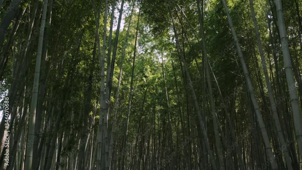 Scene of walking through the bamboo forest. Scene of walking through the bamboo forest.