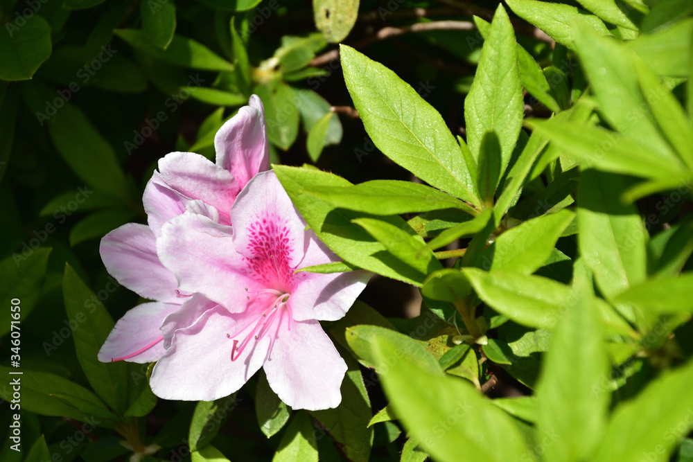 Fototapeta premium 花 (Flower)