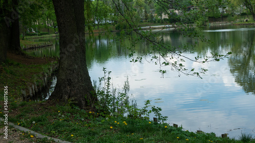  Tree and lake in the park.