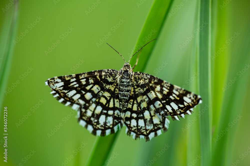 Latticed heath, Chiasmia clahrata moth sit on grass stem Latticed heath, Chiasmia clahrata moth sit on grass stem